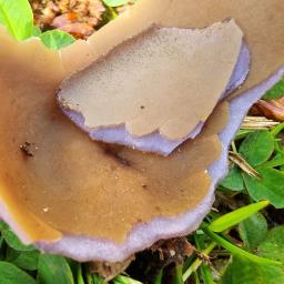 Phylloscypha phyllogena