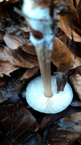 Rhodocollybia asema