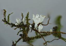 Calyptella capula