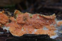Leucogyrophana mollusca