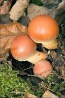 Hypholoma lateritium