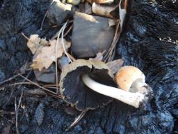 Coprinellus bipellis