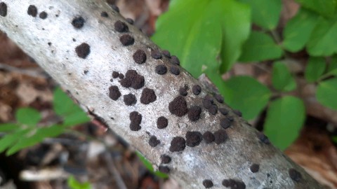 Hypoxylon fuscum