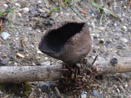 Urnula craterium