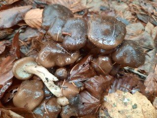 Lyophyllum loricatum