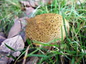 Scleroderma citrinum