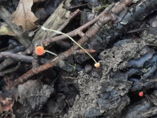 Pruinomycena acicula