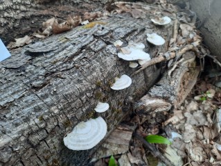 Trametes hirsuta