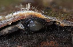 Enchnoa infernalis