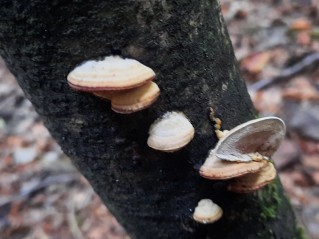 Metuloidea fragrans