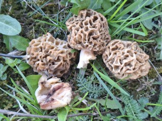 Morchella esculenta