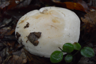Hebeloma sinapizans