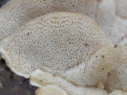 Osteina undosa