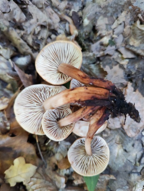 Gymnopus fusipes