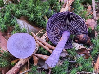 Cortinarius violaceus