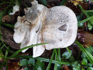 Tricholoma pardinum