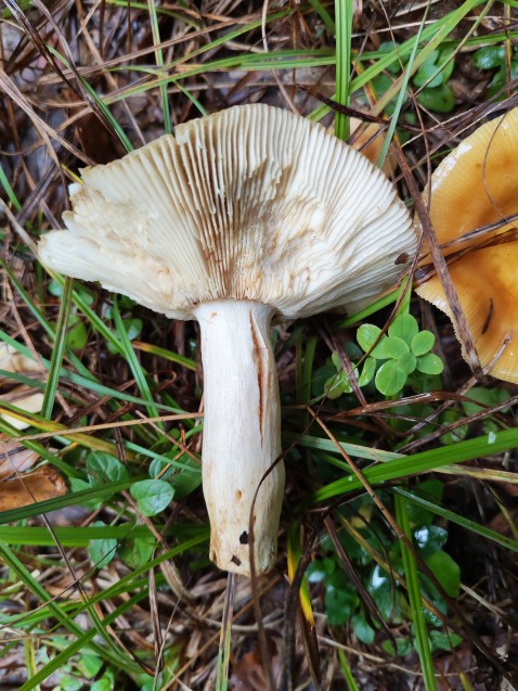 Russula subfoetens