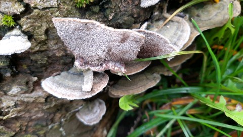 Cerrena unicolor