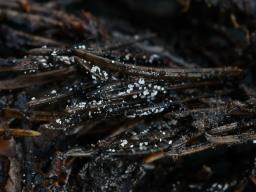 Cistella acuum