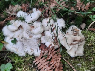 Phlebia tremellosa