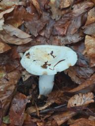 Lactifluus piperatus