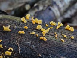 Guepiniopsis buccina