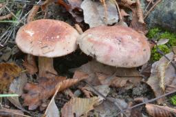 Calonarius rufo-olivaceus