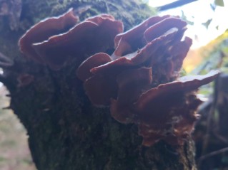 Phlebia tremellosa