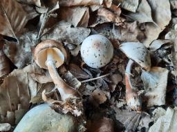 Leucoagaricus badhamii