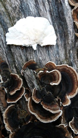 Trametes versicolor