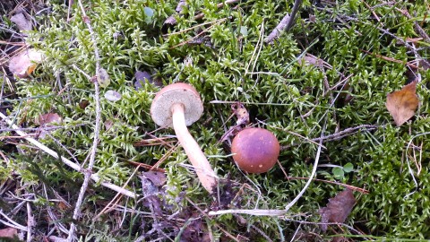 Imleria badia