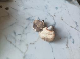 Lactarius pterosporus
