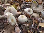 Rhodocollybia asema