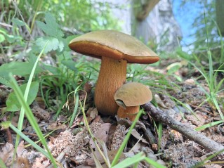 Suillellus luridus