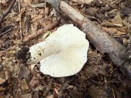 Russula cyanoxantha