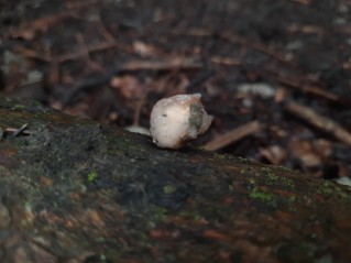 Naematelia encephala