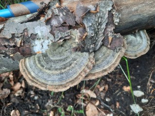 Trametes hirsuta