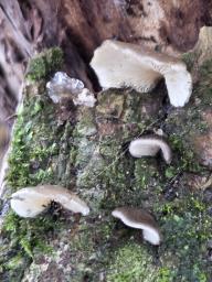 Hohenbuehelia cyphelliformis