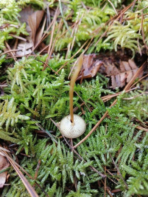 Strobilurus esculentus