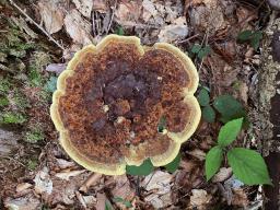 Phaeolus schweinitzii
