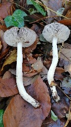 Tricholoma terreum