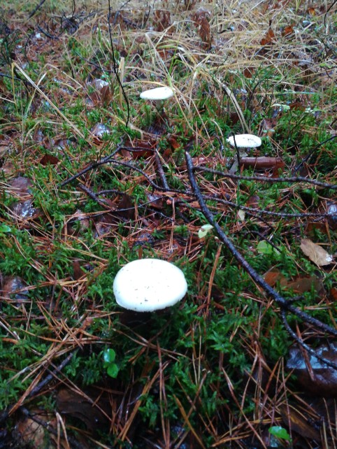 Amanita citrina