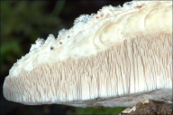 Pappia fissilis