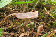 Cuphophyllus canescens