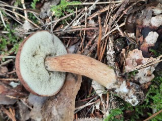 Imleria badia