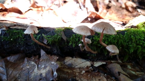 Tubaria furfuracea