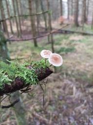 Baeospora myosura