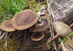 Lentinus arcularius