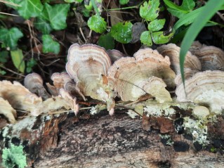Trichaptum biforme