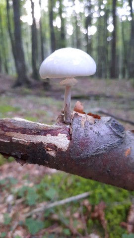 Mucidula mucida